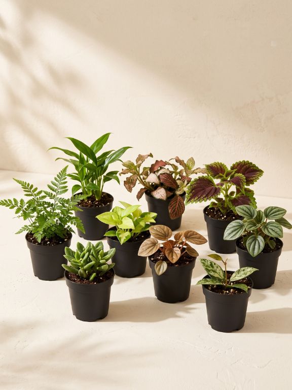 ASSORTED MINI FOLIAGE PLANT IN GROWER POT